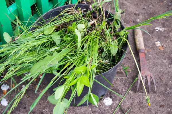 Weed Treatment